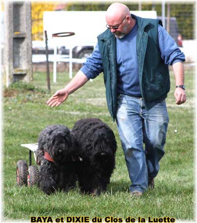 bouvier des flandres et attelage canin - Elevage du Clos de la Luette  -  Copyright depose